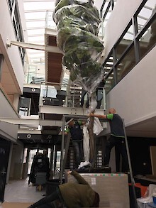 The tree finds its place in the atrium